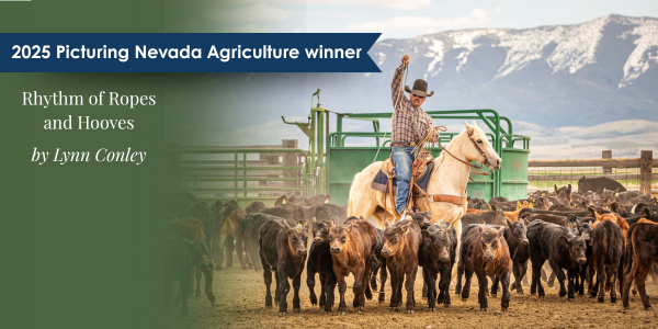 2025 Photo Contest Winner - "Rhythm of Ropes and Hooves" by Lynn Conley - A cowboy is seen roping calves 